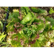 Salade