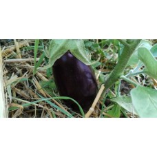 Aubergine 500g