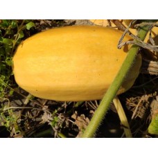 COURGE SPAGHETTI GROS 