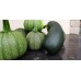 Courgette 500 Grammes