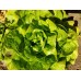 Salade